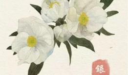 花与花名大全，探索花卉世界的多彩斑斓