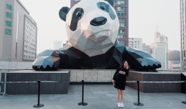 熊猫冷知识大全，探索这些可爱生灵的神秘世界