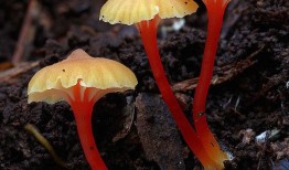 探索我的世界版百科全书，下载、使用与优化指南