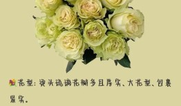 花与花搭配的花语，解读花卉组合的深层含义