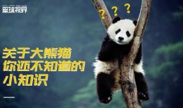 熊猫界的神秘面纱，探索关于熊猫的冷知识