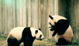 Panda Cats:Unveiling the Coolest Cold Facts in English