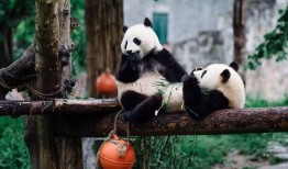 熊猫，中国的国宝与全球的环保使者