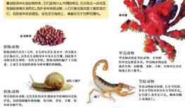 动物类百科全书电子版，探索生命的奥秘