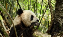 熊猫的奥秘，了解这些可爱生物的科学知识