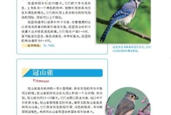 动物类百科全书电子版，探索生命的奥秘