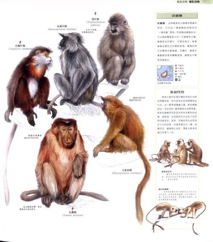 动物百科知识问答题库，探索动物世界的奥秘