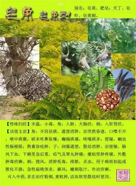 探索12000种中草药图片大全，传统医学的瑰宝