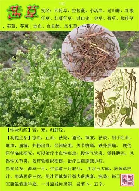 探索12000种中草药图片大全，传统医学的瑰宝