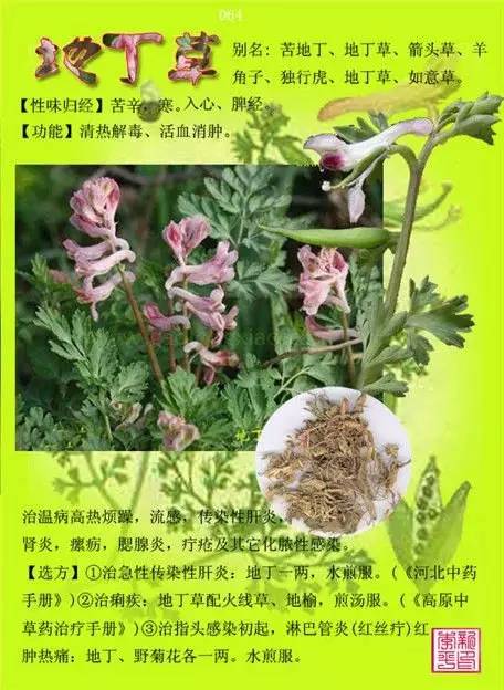 探索12000种中草药图片大全，传统医学的瑰宝