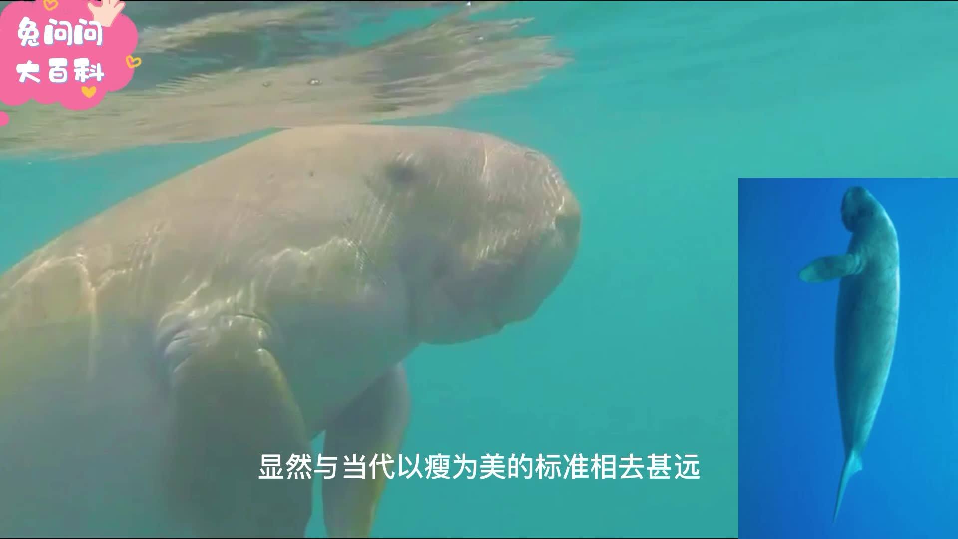 动物知识问答大全，探索自然界的奇妙生物