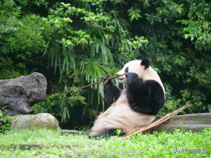 熊猫冷知识大全，探索这些可爱生灵的神秘世界