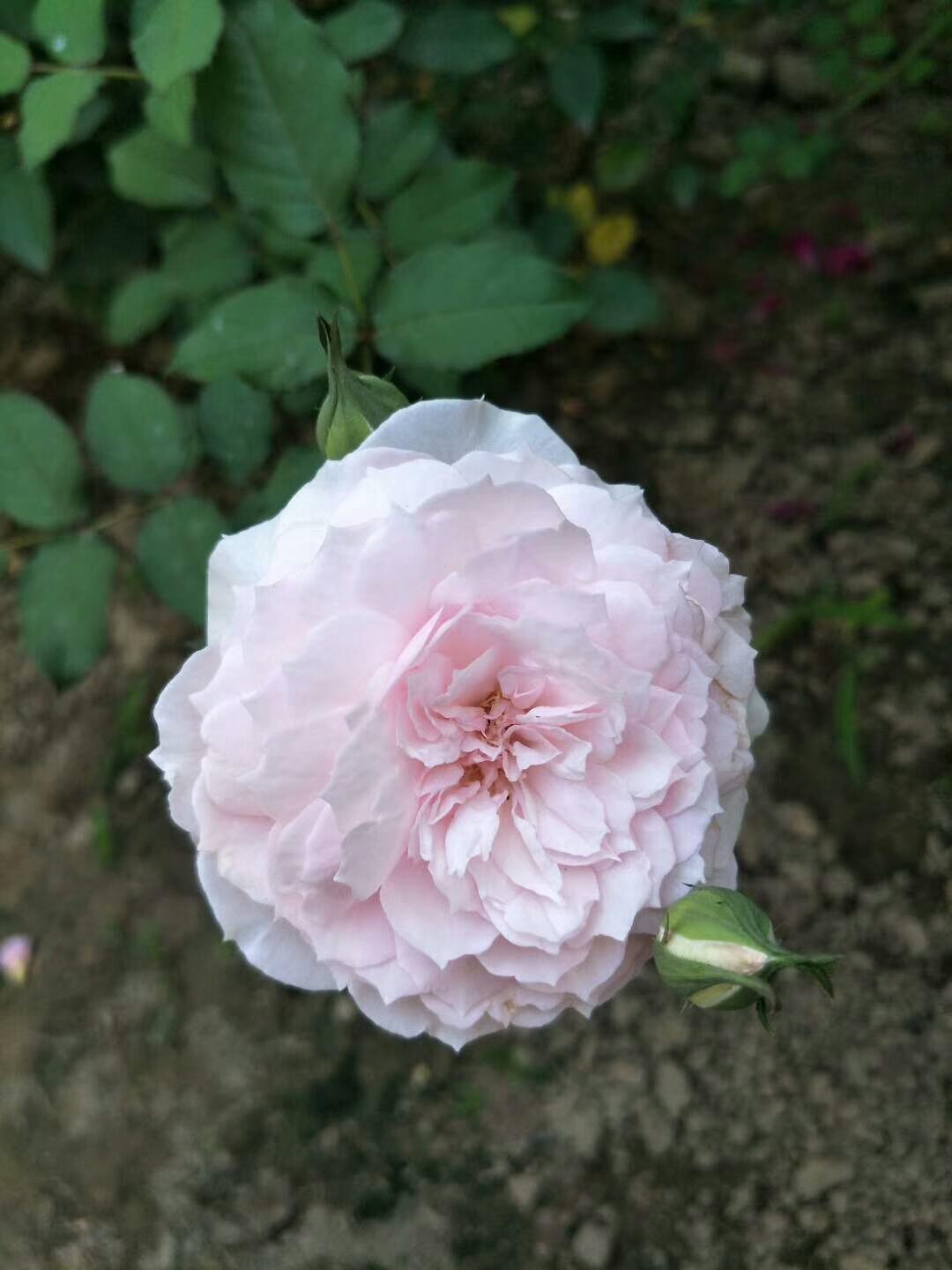 花语，花代表的意义及其文化解读
